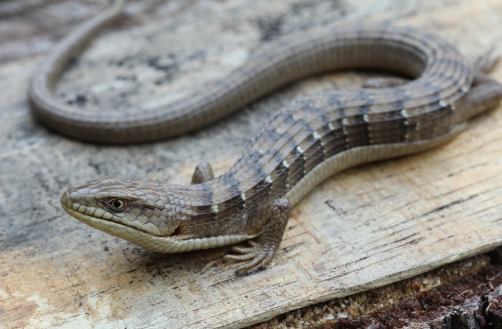 Southern Alligator Lizard